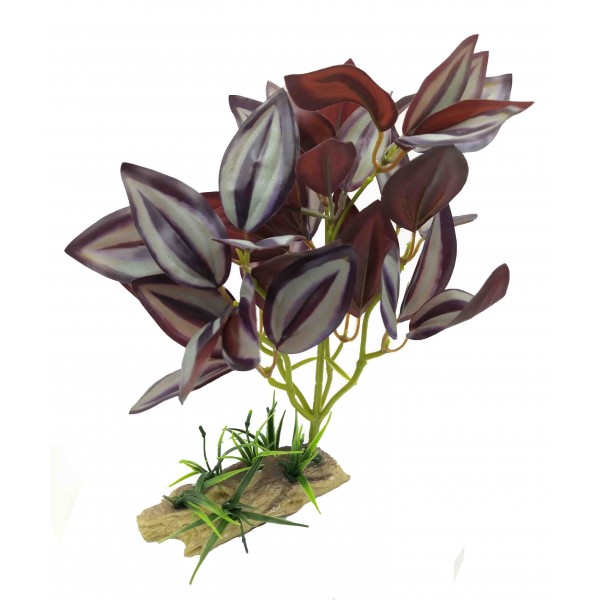 ΔΙΑΚΟΣΜΗΤΙΚΟ ΦΥΤΟ ΕΝΥΔΡΕΙΟΥ